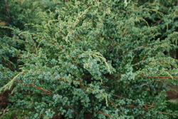 Juniperus chinensis 'Robusta Green' — photo 2